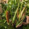Monstera Spruceana Juvenile Form Plant