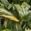 Lg Monstera Standleyana Aurea Plant