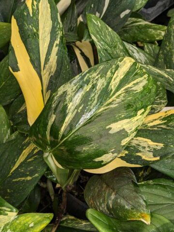 Alternative view of Lg Monstera Standleyana Aurea Plant
