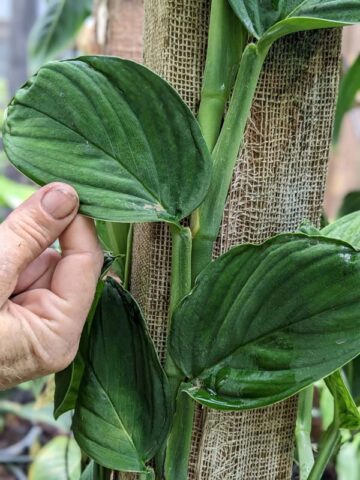 Alternative view of Monstera Velvet Peru Plant