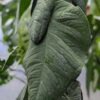 Monstera Velvet Shingle Tuberculata Plant