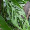 Monstera cf Xanthospatha Plant (beveled fenestration form)