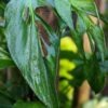 Monstera cf Xanthospatha NOID Plant