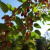 Lg. PROLIFIC - Dwarf Everbearing Black Mulberry Tree (morus nigra)
