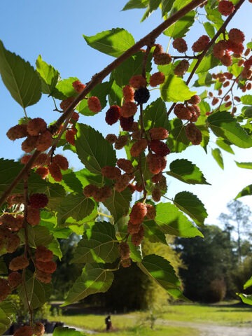 Lg. PROLIFIC - Dwarf Everbearing Black Mulberry Tree (morus nigra)