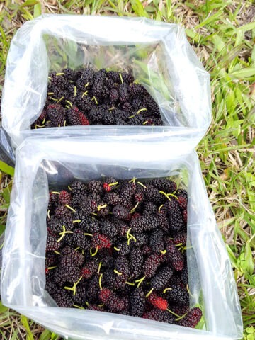 Alternative view of Lg. PROLIFIC - Dwarf Everbearing Black Mulberry Tree (morus nigra)