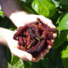 Lg. East Coast Foot Long Mulberry Tree (morus nigra)