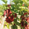 Lg. Northern Red Giant Mulberry Tree (morus rubra)