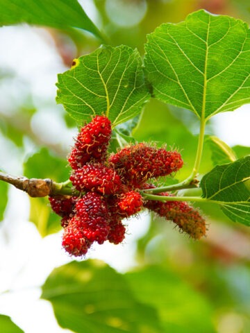 Alternative view of Lg. Northern Red Giant Mulberry Tree (morus rubra)