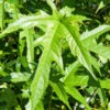 Lg. Digitata Mulberry Tree (morus rohde)