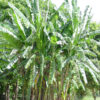 Acuminata Wild Banana Tree (musa acuminata)