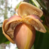 Lg. Northern Yellow Banana Tree (musa basjo)