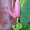 Lg. Purple Passion Flowering Banana Tree (musa bordelon)