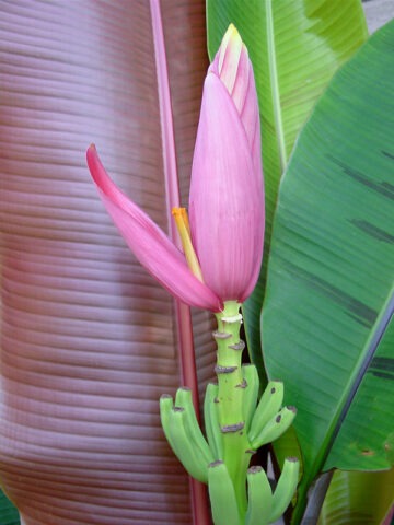 Lg. Purple Passion Flowering Banana Tree (musa bordelon)