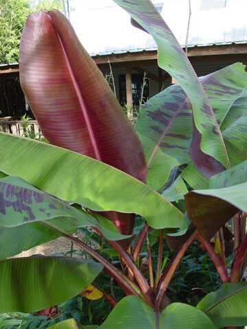 Alternative view of Lg. Purple Passion Flowering Banana Tree (musa bordelon)