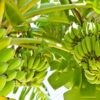 Lg. Two Stalk Double Banana Tree (musa mahoi)