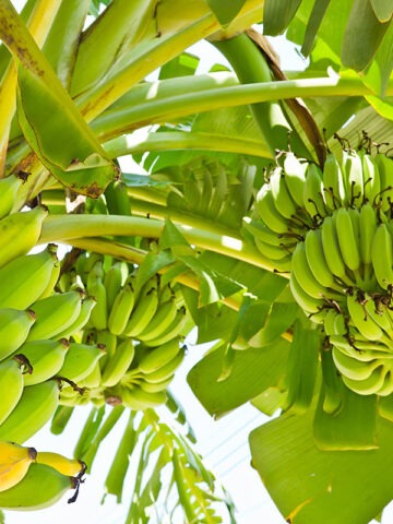 Lg. Two Stalk Double Banana Tree (musa mahoi)