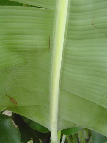 Alternative view of Lg. Two Stalk Double Banana Tree (musa mahoi)