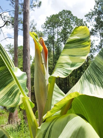 XXL Variegated Dwarf Namwah Thai Banana Tree (musa namwah)