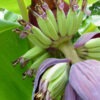 Lg. Dwarf Puerto Rican Plantain (musa sp)