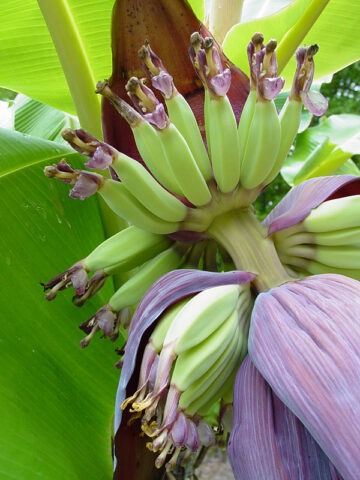 Lg. Dwarf Puerto Rican Plantain (musa sp)