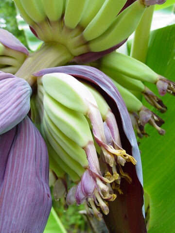 Alternative view of Lg. Dwarf Puerto Rican Plantain (musa sp)