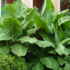 Lg. Dwarf Cavendish Banana Tree (musa sp)