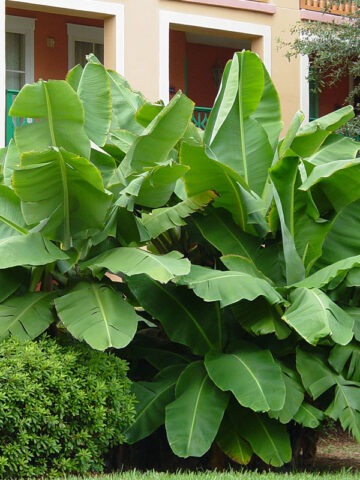 Lg. Dwarf Cavendish Banana Tree (musa sp)