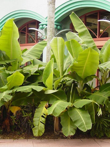 Alternative view of Lg. Dwarf Cavendish Banana Tree (musa sp)