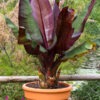 Lg. Red Leaf Abyssinian Banana Tree (ensete ventricosum)