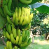 Lg. Gran Nain Banana Tree (musa sp)