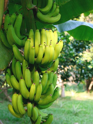 Lg. Gran Nain Banana Tree (musa sp)
