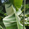 XXL Ae-Ae Royal Hawaiian Variegated Banana Tree (musa pisang)