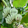 XXL Hawaiian Blue Java Ice Cream Banana Tree (musa sp)