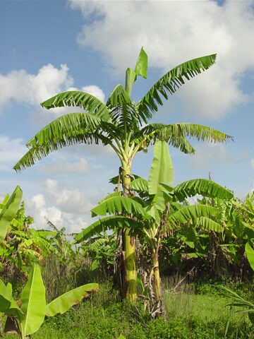 Alternative view of Lg. African Giant Banana Tree (musa kandarian)