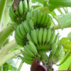 Lg. African Giant Banana Tree (musa kandarian)