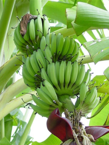 Lg. African Giant Banana Tree (musa kandarian)