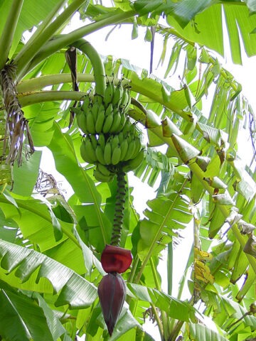 Lg. African Giant Banana Tree (musa kandarian) - Image 3