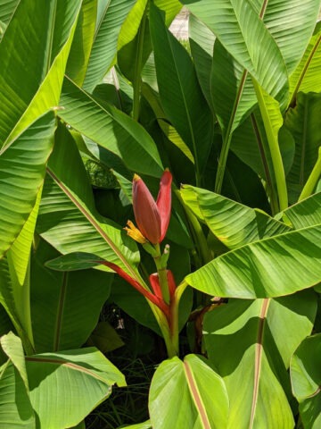 Alternative view of Lg. Bronze Sunset Flowering Banana Tree (musa ornata)
