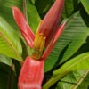 Lg. Bronze Sunset Flowering Banana Tree (musa ornata)