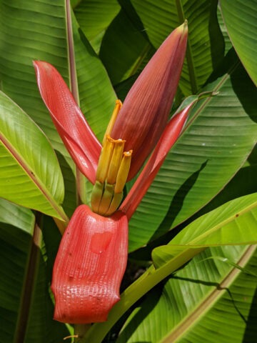 Lg. Bronze Sunset Flowering Banana Tree (musa ornata)