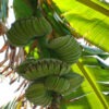 XXL Hands and Fingers Banana Tree (musa sp)