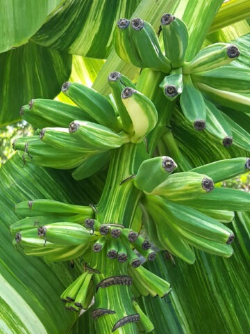 XL Massive Thai Variegated Banana Tree (musa balbisiana)