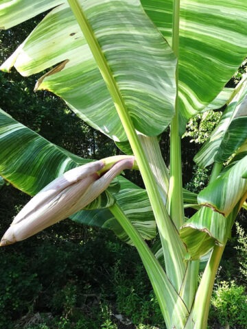 Alternative view of XL Massive Thai Variegated Banana Tree (musa balbisiana)