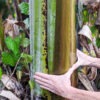 XL Caribbean Blue Stem Banana Tree (variegated dna)