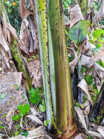 Alternative view of XL Caribbean Blue Stem Banana Tree (variegated dna)