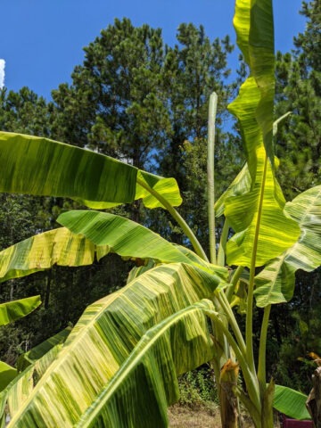 XXL Variegated Blue Java Ice Cream Banana Tree (musa sp)