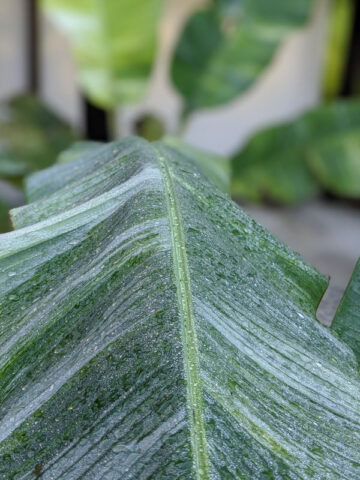 XXL Variegated Dragons Blood Banana Tree (musa)