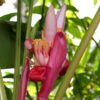 Lg. Pink Teddy Bear Banana Tree (musa velutina)