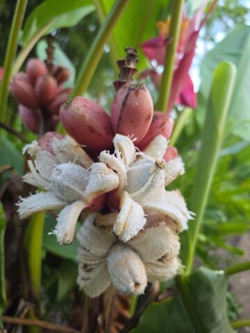 Lg. Pink Teddy Bear Banana Tree (musa velutina) - Image 5